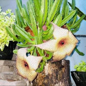 Meet your Posher, Lina